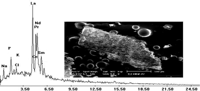 SEM micrograph with the corresponding EDX spectrum for the crystals of rare earth oxalate eluted from exogenous polysaccharides (EPSs).
