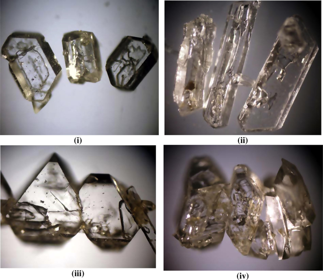 Stereo-photographs for the crystals of thorium oxalate bioleached by metabolite of A. ficuum: (i) Short prismatic crystals of thorium oxalate, X = 20. (ii) Long prismatic crystals of thorium oxalate, X = 20. (iii) Twinned prismatic crystals of thorium oxalate, X = 20. (iv) Aggregate prismatic crystals of thorium oxalate, X = 20.