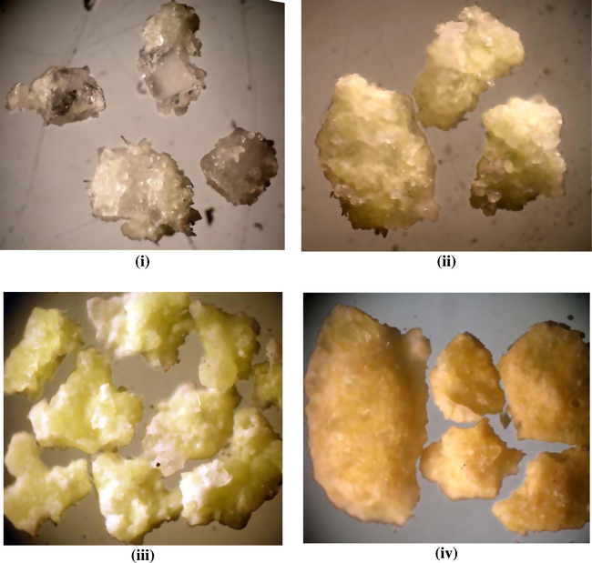 Stereo-photographs for the crystals of ammonium diuranate cake complexed with siderophore extracted from P. aeruginosa: (i): Close up view for uranophane and associated with cubic form of siderophore compound, X = 20. (ii) Anhedral crystals of uranophane associated with fine cubic crystals of colorless siderophore compound, X = 20. (iii) Anhedral crystals of uranophane characterized by a lemon yellow color with less crystals of transparent siderophore compound, X = 20. (iv) Aggregates of radiated crystals (needles form) of uranophane bioleached by A. ficuum metabolite, X = 20.