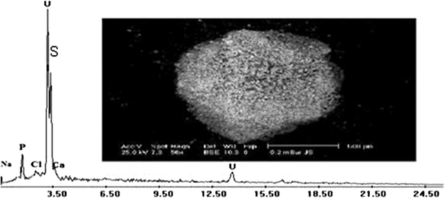 SEM micrograph and the corresponding EDX spectrum of calcinated ammonium diuranate cake.