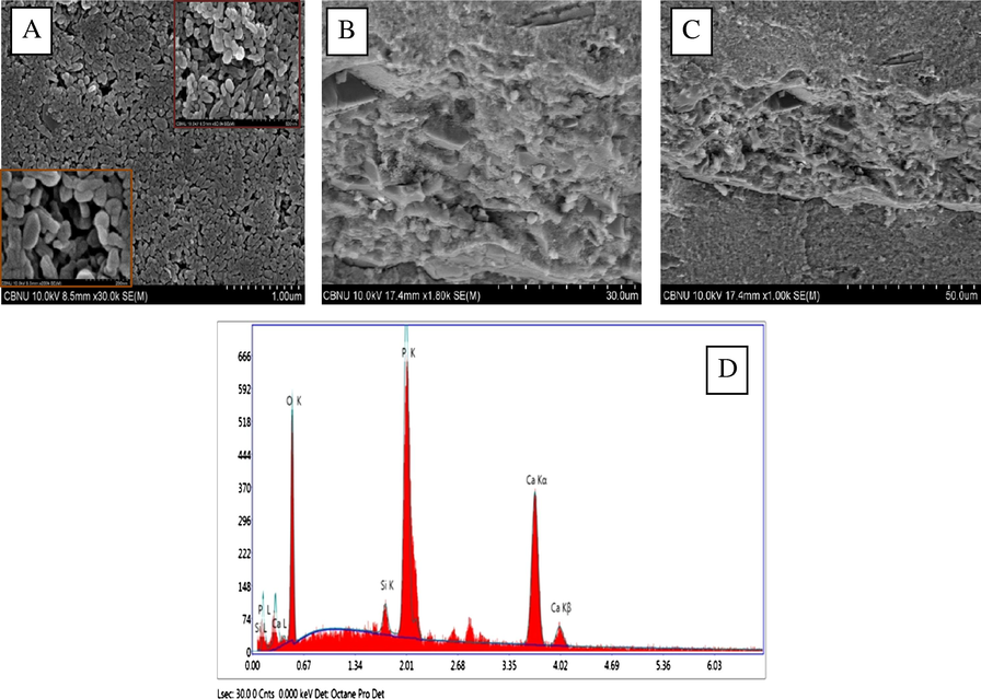 (A) FESEM images, (B and C) cross-section FESEM micrograph, (D) EDX of AA40-S10.
