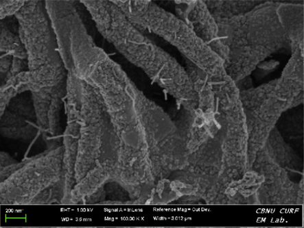 FESEM image of produced ZnO(40%)CeO2(60%) nanodots@CNFs after calcination at 700 °C for 7 h in argon atmosphere.