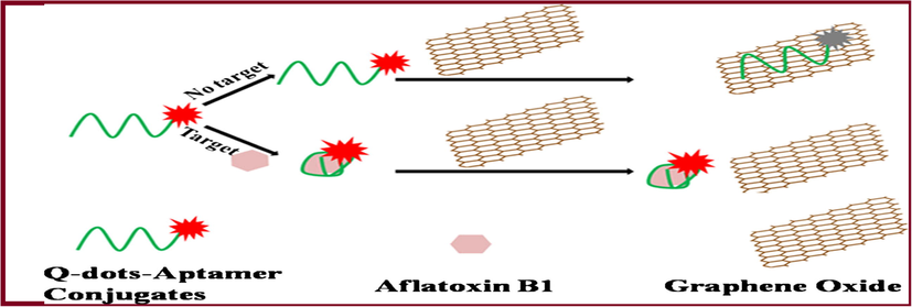 Schematic illustration of fluorescent assay for AFB1 based on Q-dots-aptamer-GO quenching system. Reproduced with permission Lu et al. (2015).