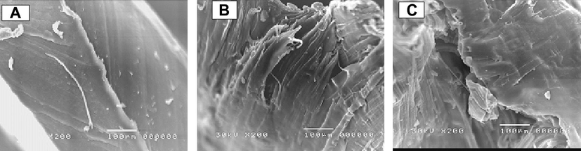 Scanning electron micrographs of unirradiated WPE/NBR blends: (A) 100/0, (B) 80/20 m, (C) 60/40.