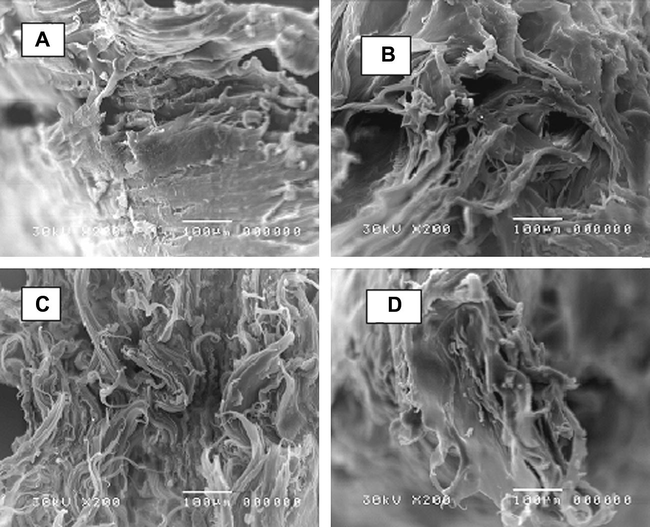 Scanning electron micrographs of WPE/NBR 80/20 blend at various gamma irradiation doses: (A) 0 kGy, (B) 50 kGy, (C) 100 kGy and (D) 150 kGy.