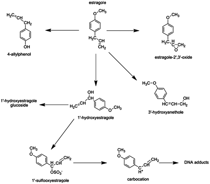 Metabolism of estragole (suggested biotransformation of estragole in experimental animals leading to the formation of mutagenic metabolites (adapted from Punt et al., 2008).