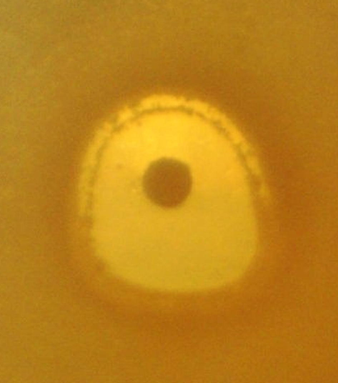 Zone of inhibition of aqueous extract against Staphylococcus aureus.