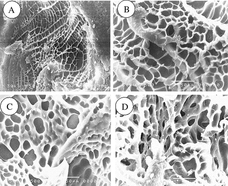 Scanning electron microscopy of (A) Starch/EG, (B) Starch/(EG-co-MAA) (EG:MAA; 80:20 wt.%), (C) Starch/(EG-co-MAA) (EG:MAA; 60:40 wt.%) and (D) Starch/(EG-co-MAA) (EG:MAA; 20:80 wt.%).