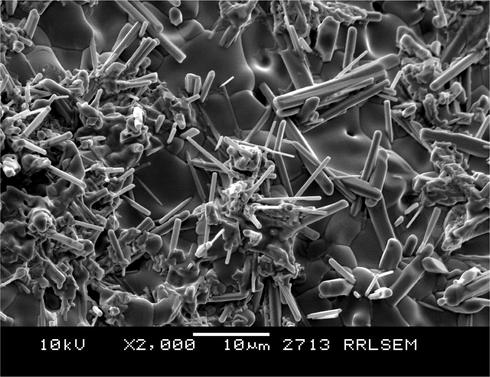 SEM image of ZnO 95% sample microwave irradiated for 1 h at 950 W.