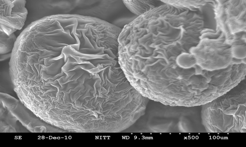 SEM image of St-DVB MCs with gelatin as dispersant.