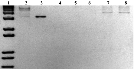 Electrophoresis using a 1% agarose gel stained with ethidium bromide for different concentrations of undigested and linearized plasmid. Lines: (1) 1 kb Plus DNA Ladder (Invitrogen); (2) 120,000 pg/μL of undigested pGEM-T/E6, (3) linearized pGEM-T, (4–8) 40, 2,500, 15,000, 60,000, 120,000 pg/μL of linearized pGEM-T/E6, respectively.