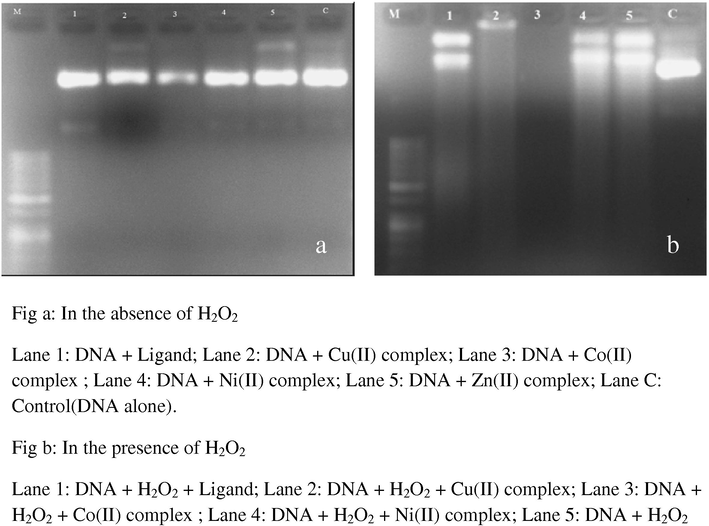 Gel electrophoresis diagrams for DNA cleavage studies.
