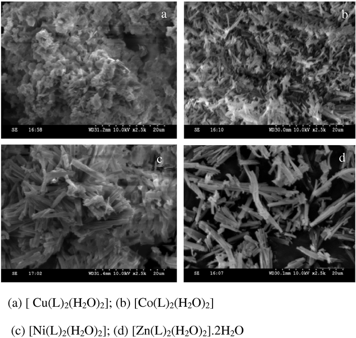 SEM micrographs of all metal complexes.
