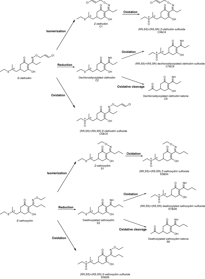 Transformation processes involved in the photodegradation of clethodim and sethoxydim in soil and leaf surface model systems under simulated solar irradiation.