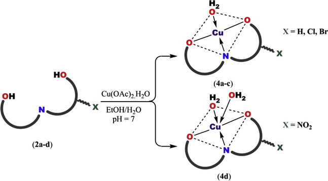 Coordination of Cu(II) ion to thenoylpyruvanthranilic acids.