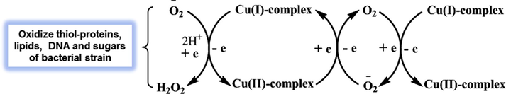 O2− dismutation mediated by the SOD [CuII/CuI-complex] redox couple confined in the bacterial species.