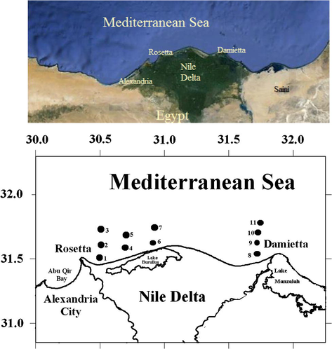 Location of sampling sites in Nile delta Estuary.