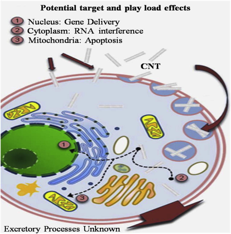 Schematic shows two mechanisms for nanomaterial interactions with cell; (1) endocytosis/phagocytosis and (2) nanopenetration. Endocytosis is the engulfing of extracellular particles of 100 nm in size through the creation of a vesicle. The vesicle is then included into the cell. Phagocytosis is analogous to endocytosis; however, involves large particles (such as bacteria (1 μm) uptake and is characteristic to a subset of immune cells/phagocytes (e.g., neutrophils, macrophages, dendritic cells) (Firme and Bandaru, 2010).