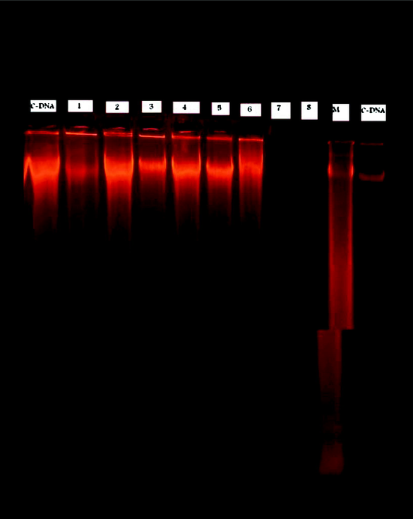 Biological effect of H4L and its complexes on the Calf Thymus DNA Lanes arranged as: C-control DNA, 1-Ligand, 2-[VO(H2L)]·2H2O, 3-[Cr2(H2L)(OAc)2(OH)2]·2H2O, 4-[Mn2(H2L)(OH)2]·H2O, 5-[Co2(H2L)(H2O)4Cl2]·2H2O, 6-[Co2(H2L)(OAc)2]·H2O, 7-[Ni(H4L)Cl2]·2H2O and 8-[Zn(H2L)].