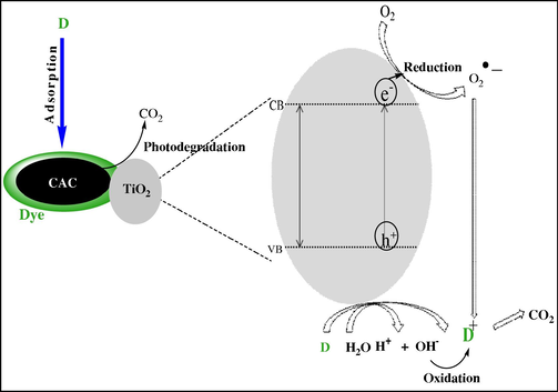 Photodegradation mechanism of ACG degradation on CAC–TiO2.