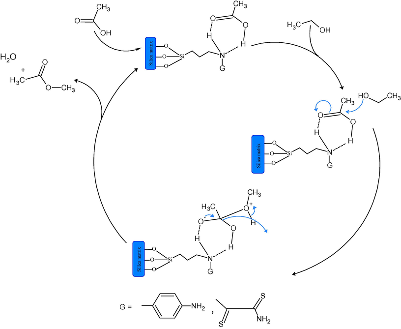 The proposed reaction mechanism for the esterification of ethyl alcohol with acetic acid on the surface of RHAPDA and RHADTO. The fixation of the acid on the catalyst is via the formation a stable six member ring transition structure.