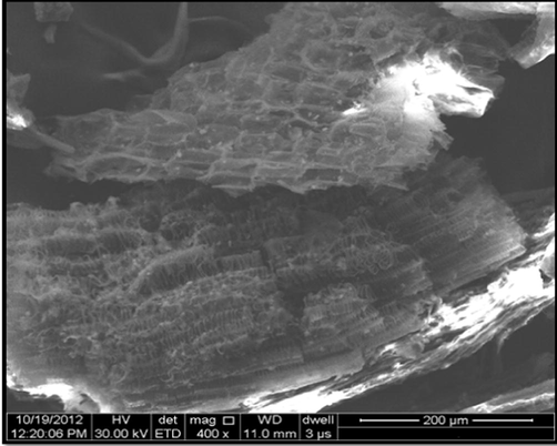 SEM micrograph of saw dust (400 X).