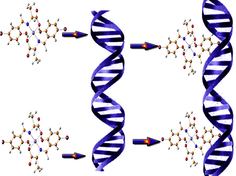 Schematic diagram illustrating the prepared complexes intercalating into CT DNA base pairs.