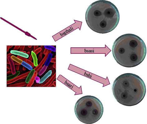 Photograph showing the antibacterial effect of bsphali, bsasi bshi and bsari complexes on Bacillus cereus.