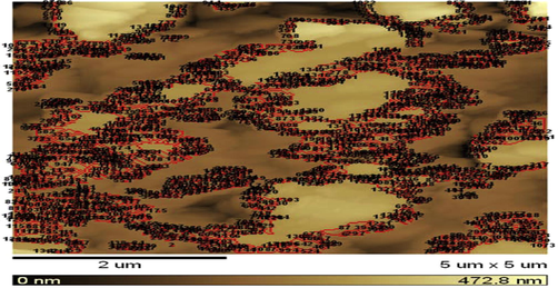 AFM of nano-clinoptilolite.