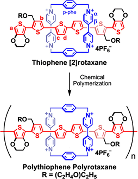 Schematic illustration of the chemical polymerization of thiophene [2]Rotaxane to polythiophene polyrotaxane.