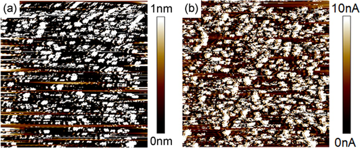 AFM images of the polythiophene polyrotaxane film