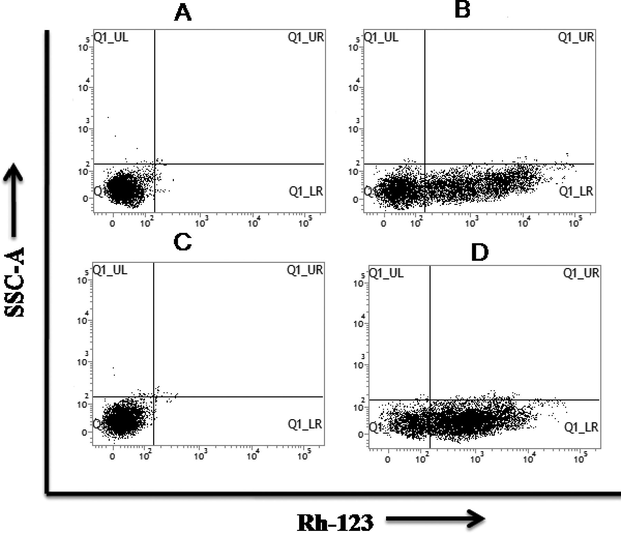 Flow cytometric cell viability test of E. coli and S. aureus strains against silver nanoparticles. A: Control – E. coli without Ag NPs; B: Treated – E. coli with Ag NPs; C: Control – S. aureus without Ag NPs; D: Treated – S. aureus with Ag NPs.