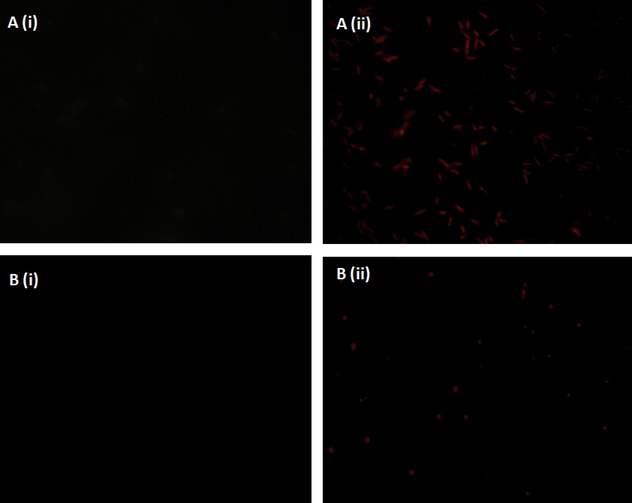 Intracellular uptake of Ag NPs in multidrug resistant E. coli and S. aureus strains. A required amount of cells was treated with Rhodamine B labeled Ag NPs (2 μg/mL) for 4 h. Intracellular uptake was examined using a fluorescence microscope. Here, A: E. coli, B: S. aureus, (i) untreated cells and (ii): Ag NPs-Rh B treated cells.