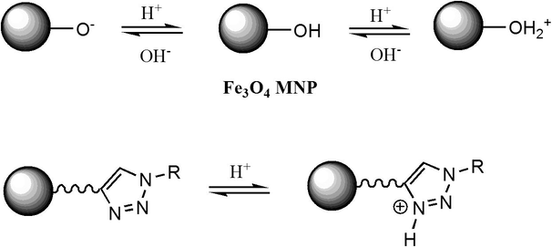 Protonation/deprotonation reactions of MNP in aqueous solution.