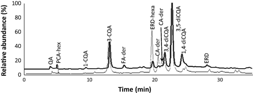 Chromatographic profile of Eriocephalus africanus hydroethanolic extracts at 280 nm. Chromatogram corresponding to stems extract is represented in bold lines, and while the thin lines represent the chromatogram corresponding to the leaves extract. QA – quinic acid; PCA-hex – protocatechuic acid-hexoside; 1-CQA – 1-caffeoylquinic acid; FA-der – ferulic acid derivative; ERD-hexa – eriodictyol-hexuronide; CA-der – caffeic acid derivative; 3,4-diCQA – 3,4-dicaffeoylquinic acid, 3,5-diCQA – 3,5-dicaffeoylquinic acid; 4,5-diCQA – 4,5-dicaffeoylquinic acid; ERD – eriodictyol.