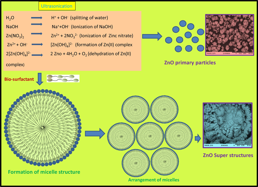 Mechanism showing growth, arrangement of micelle resulting to ZnO:Nd3+ superstructures.