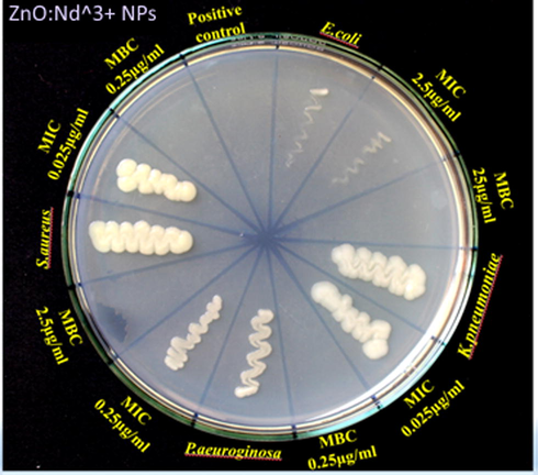 MIC and MBC values of ZnO:Nd3+ NPs synthesized using Aloe vera (1 ml).