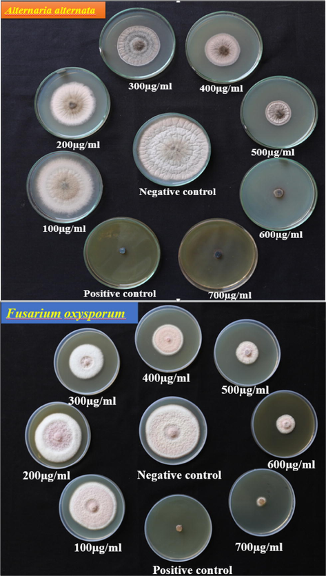 Antifungal activity of ZnO:Nd3+ NPs against Plant pathogenic fungi Alternaria alternata and Fusarium oxysporum.