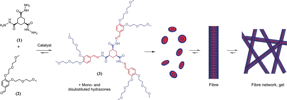 Formation and aggregation of trishydrazone hydrogelators (3) from soluble building blocks of cyclohexane-1,3,5-tricarbohydrazide (1) and 3,4-bis(2-(2-methoxyethoxy)ethoxy)-benzaldehyde (2). Blue and red represent the hydrophilic and hydrophobic parts respectively (Boekhoven et al., 2013).