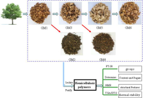 Scheme of hemicelluloses isolated from natural, steam pretreatment and biodegraded wood.