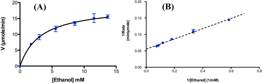 (A) Michaelis-Menton plot and (B) double-reciprocal Lineweaver-Burk plot of reaction rates with ethanol concentrations.