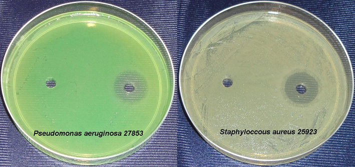 Bacterial culture plates showing the inhibition zones around the loaded wells. Left well: 10 μg of palladium nanoparticles and right well: 10 μg of streptomycin.