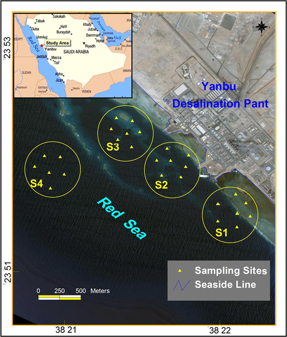 Sampling sites near yanbu desalination plant; S1 is the discharge site, S2 intermediate zone, S3 is the uptake site for plant and S4 is control site outside plant zone.