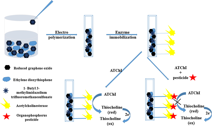 Schematic diagram showing fabrication of PEDOT/ILRGO/AChE based biosensor and its behavior towards organophosphorus pesticides.