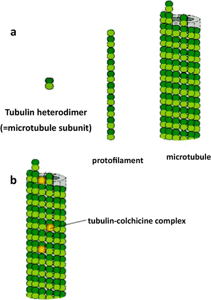 (a) The subunit of each protofilament is tubulin heterodimer which is created from a pair of α- and β-tubulin monomers. Protofilaments arrange in parallel to form microtubule. (b) Colchicine represses microtubule dynamics by complex formation with tubulin heterodimers and copolymerization into microtubule.