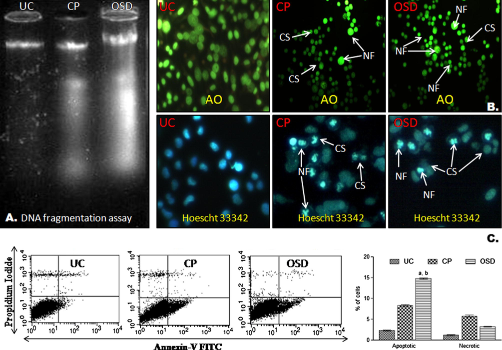 Apoptotic studies. (A) DNA fragmentation assay. DNA extracted from HepG2 cells viewed on ethidium bromide stained gel. DNA from untreated cells (UC), DNA from cisplatin treated cells (CP), and DNA from OSD treated cells (OSD). DNA from OSD treated cells showed fragmentation pattern comparable to DNA from cisplatin treated cells. (B) Nuclear staining of HepG2 cells with Acridine orange (AO)- stained in green color and Hoescht 33342- stained in blue color. Untreated HepG2 cells (UC) had intact, oval nucleus. Arrows indicate cytoplasmic shrinkage (CS) and nuclear fragmentation (NF) in cisplatin (CP) and OSD treated cells. (C) Flow cytometric analysis using annexin-V FITC and propidium iodide (PI). Untreated HepG2 cells (UC), cells after cisplatin treatment (CP), and cells after OSD treatment (OSD). Lower right (LR), % early apoptotic cells (annexin-V stained cells); Upper right (UR), % late apoptotic cells (PI and annexin-V stained cells); Lower left (LL) % live cells; Upper left (UL), % of necrotic cells (PI stained cells). The data are represented as the mean ± SEM of three independent experiments. ap < 0.05 compared to cisplatin; bp < 0.05 compared to necrotic cells.