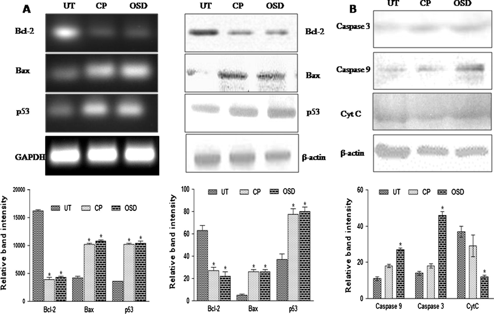 Gene expression studies. (A) Reverse transcriptase PCR and western blot analysis of Bcl-2, Bax and p53. Significant decrease (p < 0.05) in Bcl-2 mRNA expression and significant increase (p < 0.05) in bax and p53 mRNA expression was observed in OSD treated cells when compared to untreated cells (UT). Corresponding results were noted in western blot analysis for all three proteins. Similar results were seen with the mRNA and protein expression of cisplatin (CP) treated cells. (B) Western blot analysis of caspase-3, caspase-9 and CycC. Significant increase (p < 0.05) was found in the caspase-3, caspase-9 protein expression, while a significant decrease (p < 0.05) was noted in CytC of OSD treated cells when compared to untreated cells (UT). Similar results were seen with the protein expressions of cisplatin (CP) treated cells. The data are represented as the mean ± SEM of three independent experiments. p < 0.05 compared to UT.