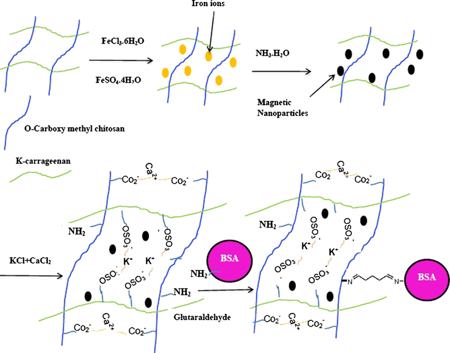 Schematic illustration of the synthesis of magnetic κ-carrageenan/carboxymethyl chitosan nanocomposites.