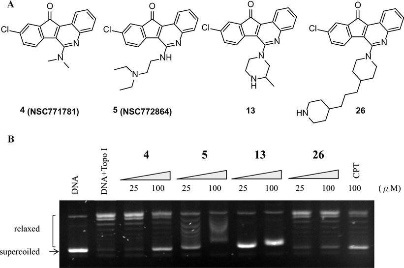Structures and the inhibition of topoisomerase I relaxation activities of compounds 4, 5, 13, and 26. (A) Structure of compounds 4, 5, 13, and 26. (B) Effect of compounds 4, 5, 13, and 26 on topoisomerase I mediated supercoiled pHOT DNA relaxation. Lane 1: untreated supercoiled pHOT DNA. Lane 2: the pHOT DNA treated with topoisomerase I in the absence of drugs. Lanes 3–4 (compound 4), 5–6 (compound 5), 7–8 (compound 13) and 9–10 (compound 26) are the pHOT DNA treated with topoisomerase I in the present of drugs at 25 or 100 μM, respectively. Lane 11 is the pHOT DNA treated with topoisomerase I in the presence of CPT at 100 μM.