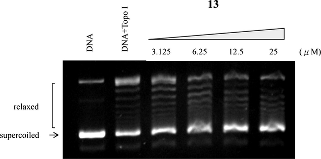 Effect of compound 13 on topoisomerase I mediated supercoiled pHOT DNA relaxation. Lanes 1: untreated supercoiled pHOT DNA. Lanes 2: the pHOT DNA treated with topoisomerase I in the absence of drugs. Lanes 3–6 are the pHOT DNA treated with topoisomerase I in the presence of compound 13 at 3.125, 6.25, 12.5 and 25 μM.